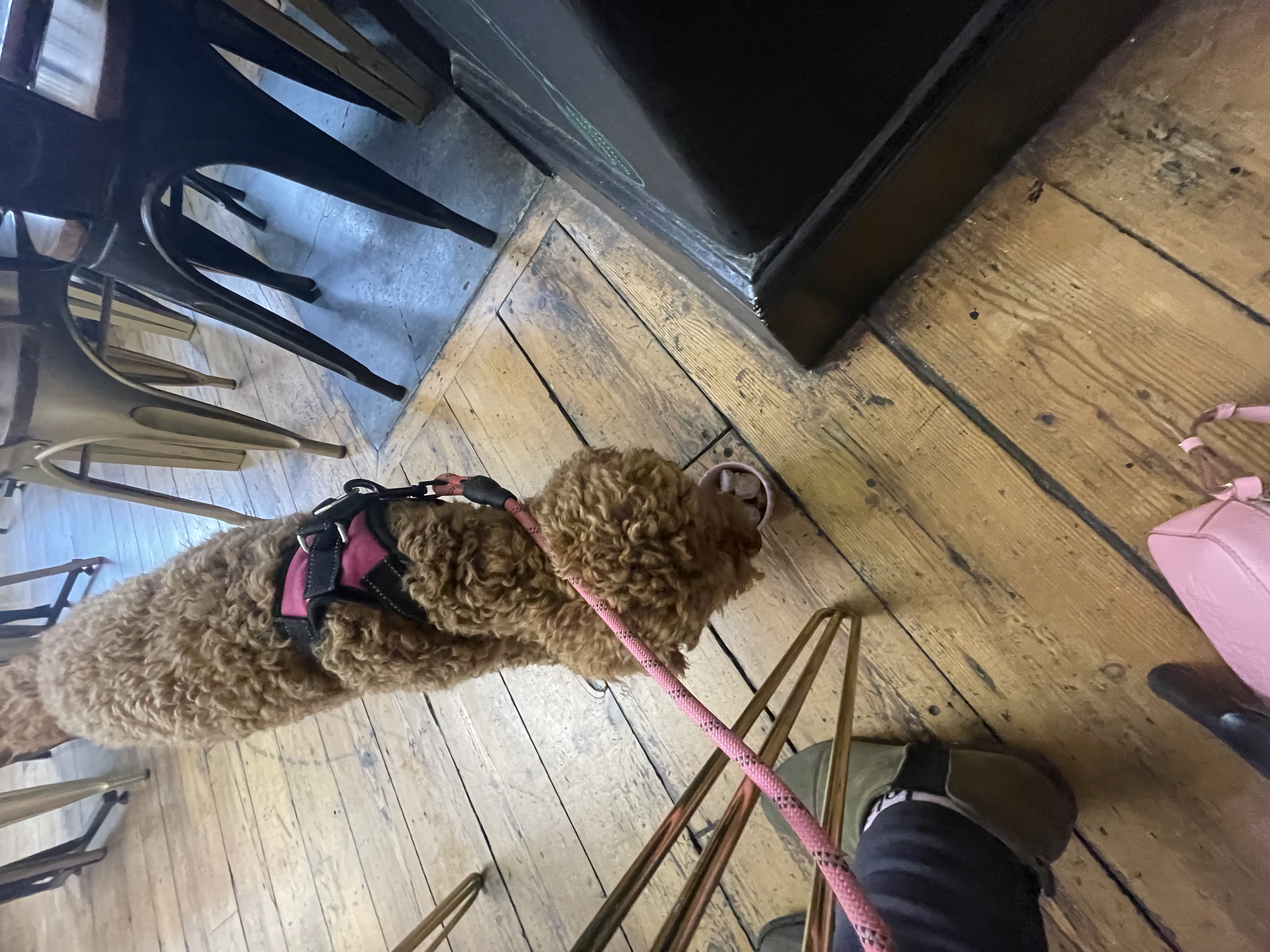 Dog-Friendly Lounge