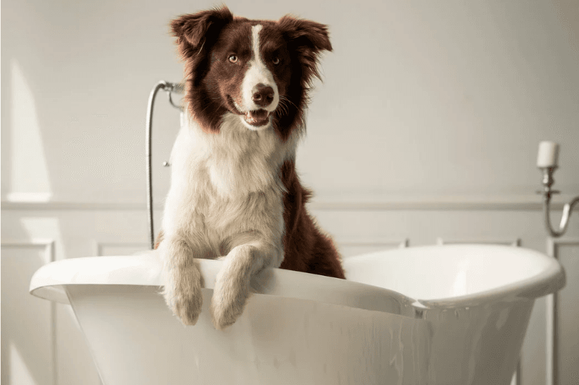 Dog smiling in hotel bathtub