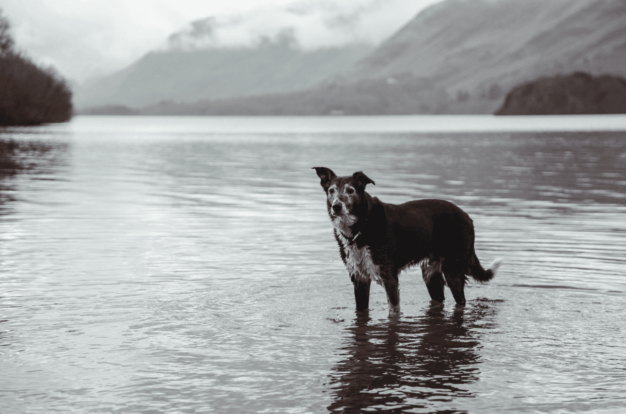 Dog having a paddle in a lake