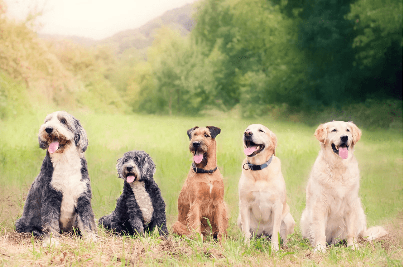 Dogs relaxing in a field after dining