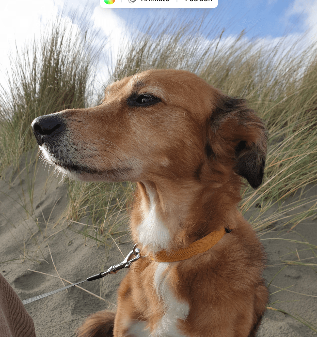 Dog on a serene beach in Europe