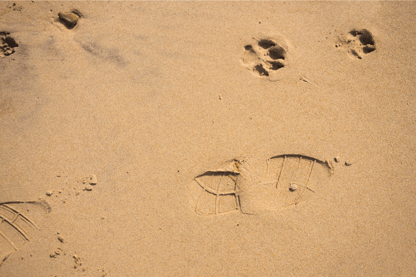 Dog and human footsteps in the sand