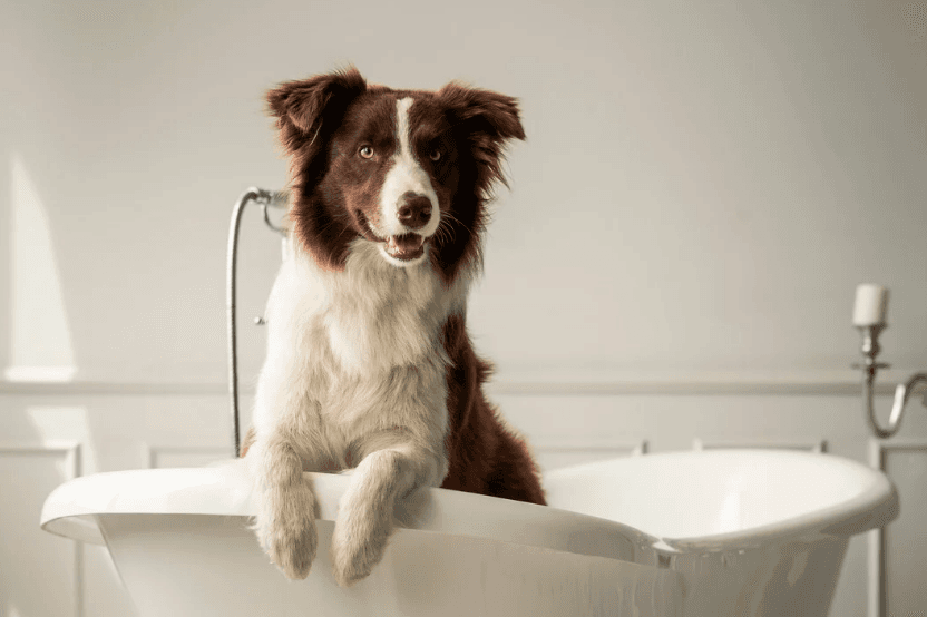 Dog in a Northumberland hotel bathtub