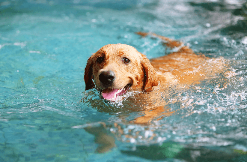 Dog swimming and smiling in pool